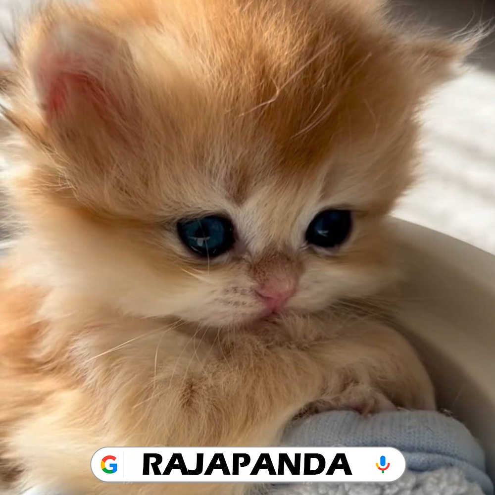 RAJAPANDA: Game Digital Modern dengan Akses Praktis, Tampilan Rapi, dan Fitur Lengkap